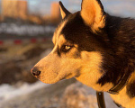 Собаки в Москве: Добрый хаски Мальчик, Бесплатно - фото 2