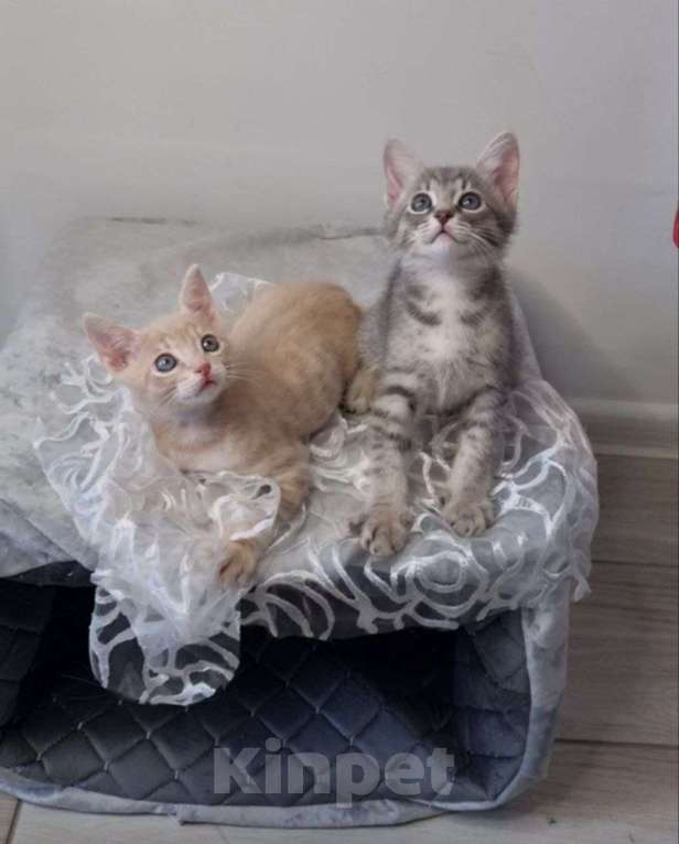 Кошки в Санкт-Петербурге: Красивый котенок дымчатый серый 2 месяца Мальчик, Бесплатно - фото 4