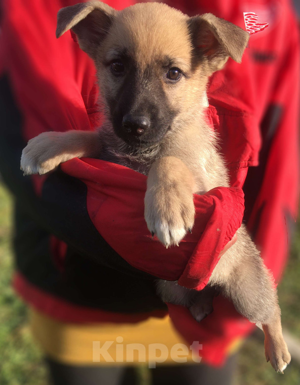 Собаки в Москве: Щенок восточноевропейской овчарки Девочка, 5 000 руб. - фото 3