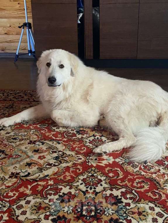 Собаки в других городах Тверской области: Мишка Мальчик, 30 000 руб. - фото 7