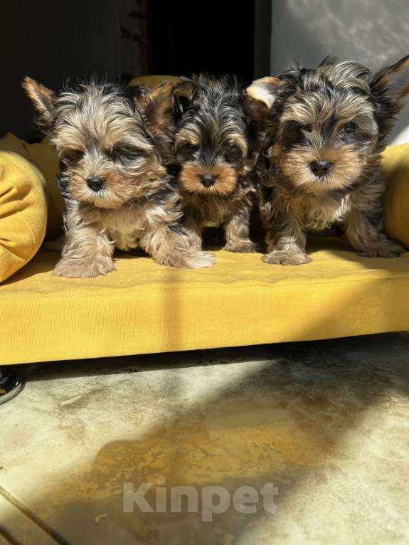 Собаки в других городах Московской области: Цветные йорки Разнополые, 50 000 руб. - фото 4