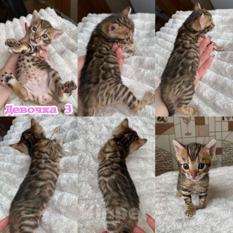 Кошки в Новосибирске: Бенгальские кошечки под резерв Девочка, 55 000 руб. - фото 3