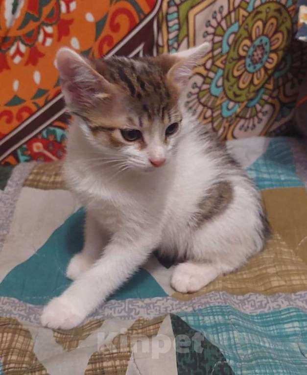 Кошки в Москве: Ласковый котёнок, приучен к лотку Мальчик, Бесплатно - фото 1