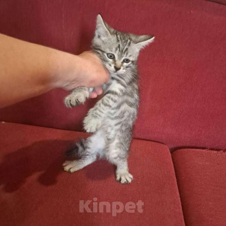 Кошки в Красногорске: Котенок Сильвер 1,5 месяца ждет родителей на передержке  Мальчик, Бесплатно - фото 2