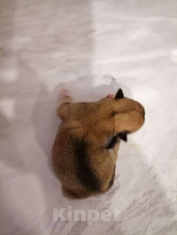 Собаки в Рязани: Щенок чихуахуа чистокровный Мальчик, 15 000 руб. - фото 3