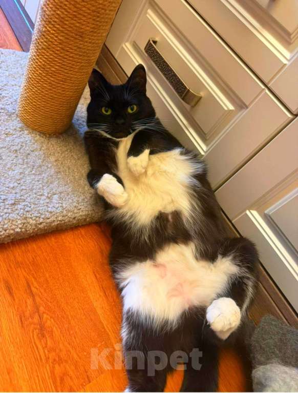 Кошки в Москве: Мила бархатное манто Девочка, Бесплатно - фото 8