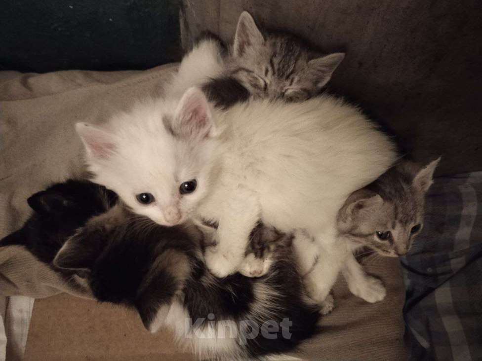 Кошки в Самаре: Котик белый Мальчик, Бесплатно - фото 2