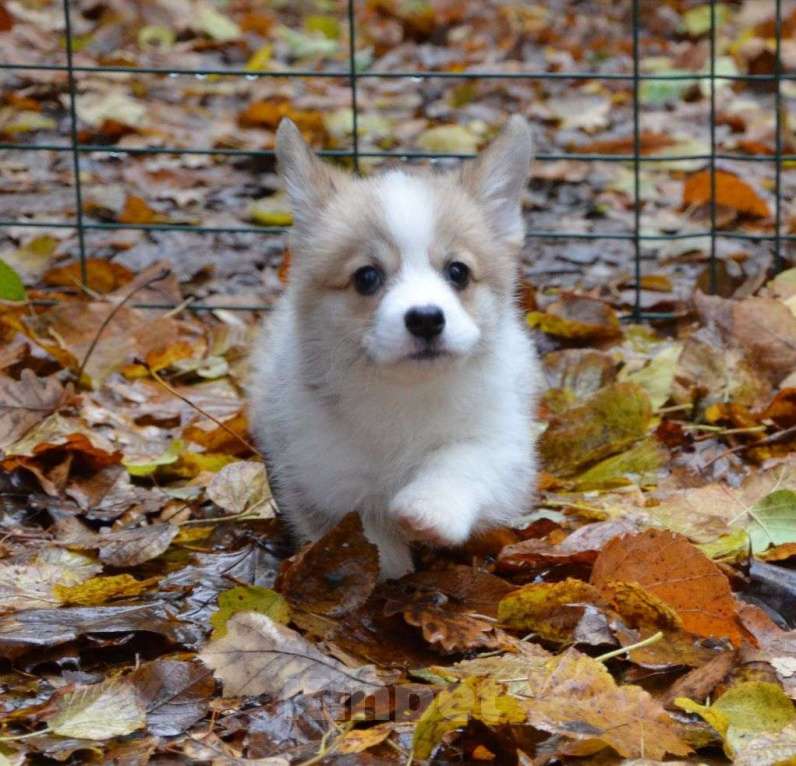 Собаки в Москве: Очаровательная девочка вельш корги пемброк Девочка, 80 000 руб. - фото 3
