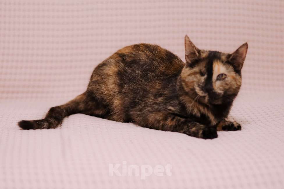 Кошки в Москве: Котенок в добрые руки Девочка, Бесплатно - фото 4