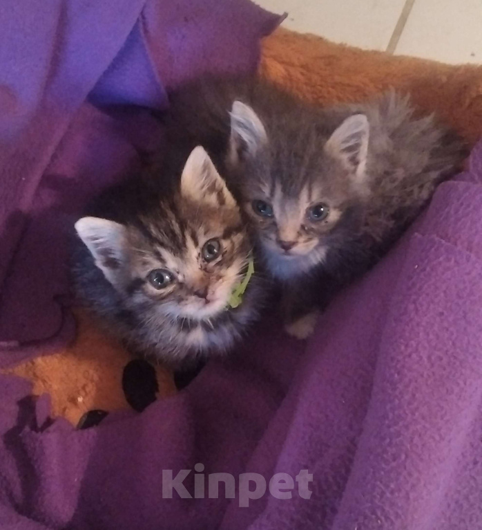 Кошки в Томске: Котёнок в добрые руки Девочка, Бесплатно - фото 1