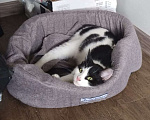 Кошки в Москве: классный котенок Мишка ищет дом Мальчик, Бесплатно - фото 1