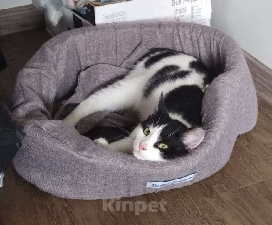 Кошки в Москве: классный котенок Мишка ищет дом Мальчик, Бесплатно - фото 1