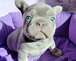 Собаки в Санкт-Петербурге: Шикарный лиловый мальчик  Мальчик, 80 000 руб. - фото 2