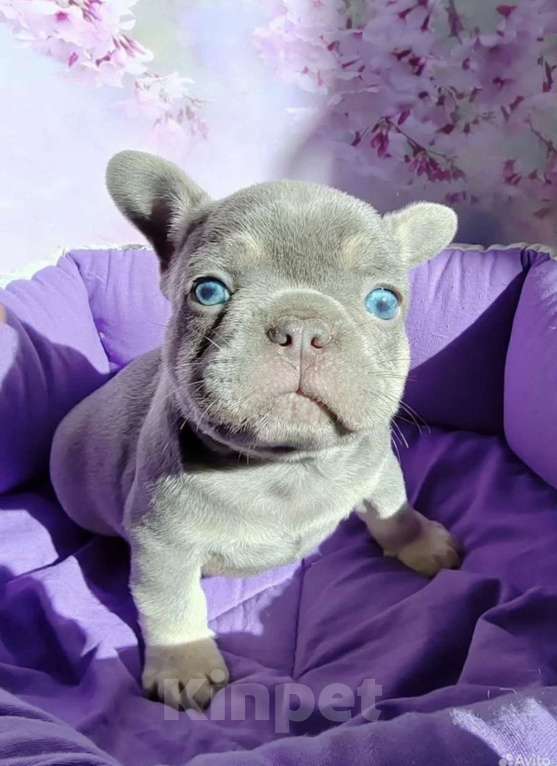 Собаки в Санкт-Петербурге: Шикарный лиловый мальчик  Мальчик, 80 000 руб. - фото 2