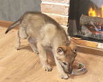 Собаки в Москве: Щенок чехословацкий влчак  Девочка, Бесплатно - фото 5