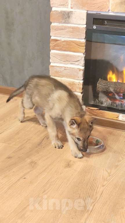 Собаки в Москве: Щенок чехословацкий влчак  Девочка, Бесплатно - фото 5