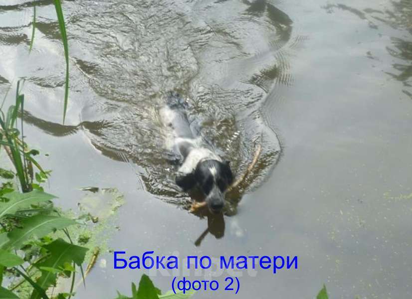 Собаки в Белгороде: Щенок русского охотничьего спаниеля (девочка). Девочка, 8 000 руб. - фото 9