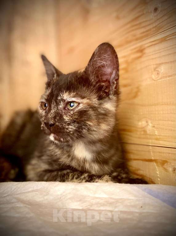 Кошки в Можайске: Котёнок в дар Девочка, Бесплатно - фото 1
