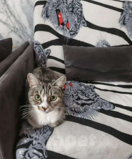 Кошки в Санкт-Петербурге: Нюша Девочка, Бесплатно - фото 2