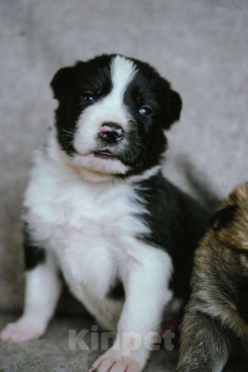 Собаки в других городах Московской области: Флойд Мальчик, 100 руб. - фото 4
