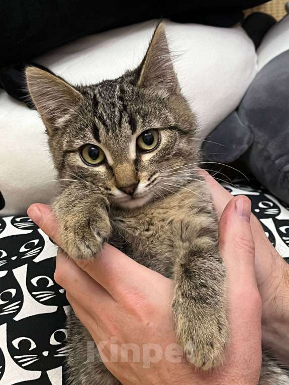 Кошки в Москве: Басик готов к переезду. Добрые хозяева - где вы? Мальчик, Бесплатно - фото 2