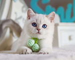 Кошки в Владивостоке: Британский котенок. Золотой поинт Мальчик, 130 000 руб. - фото 5