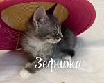 Кошки в Санкт-Петербурге: Котенок Зефирка Девочка, Бесплатно - фото 3
