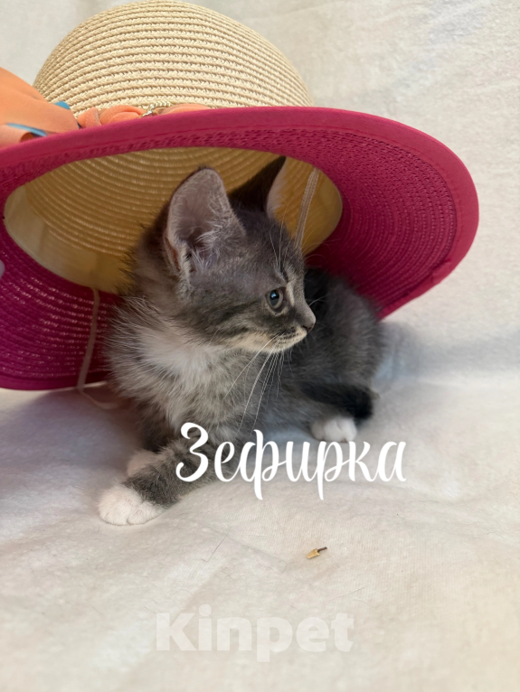Кошки в Санкт-Петербурге: Котенок Зефирка Девочка, Бесплатно - фото 3