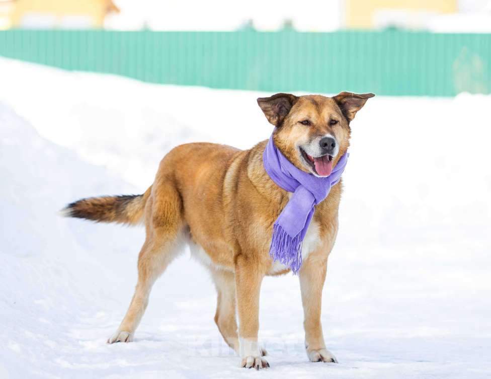 Собаки в других городах Московской области: Буся - путешественница Девочка, 1 руб. - фото 3