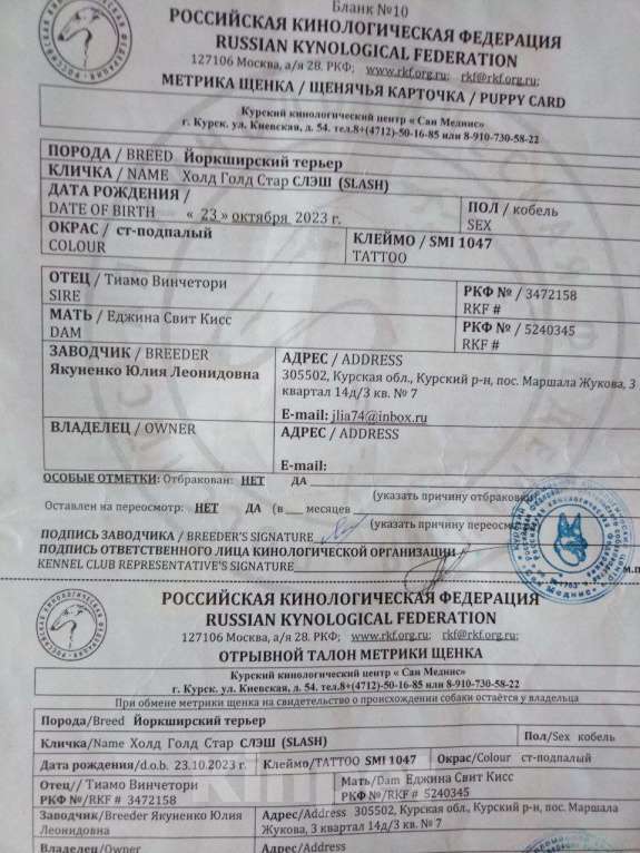 Собаки в Курске: Щенки йорка  Девочка, 22 000 руб. - фото 5