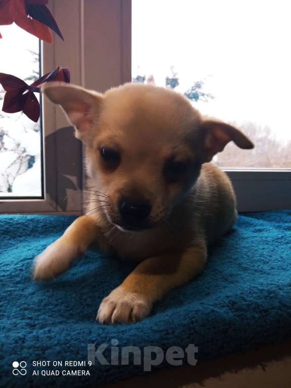 Собаки в других городах Московской области: Тэдди  Мальчик, 12 000 руб. - фото 1