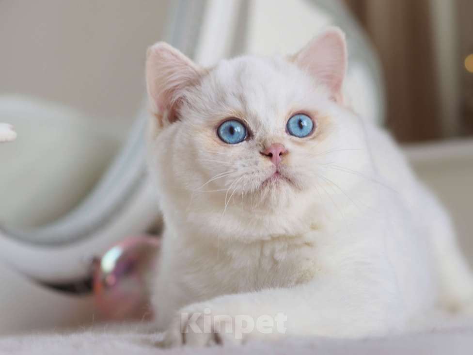 Кошки в Москве: Британский мальчик Фан-Фан Мальчик, 120 000 руб. - фото 8