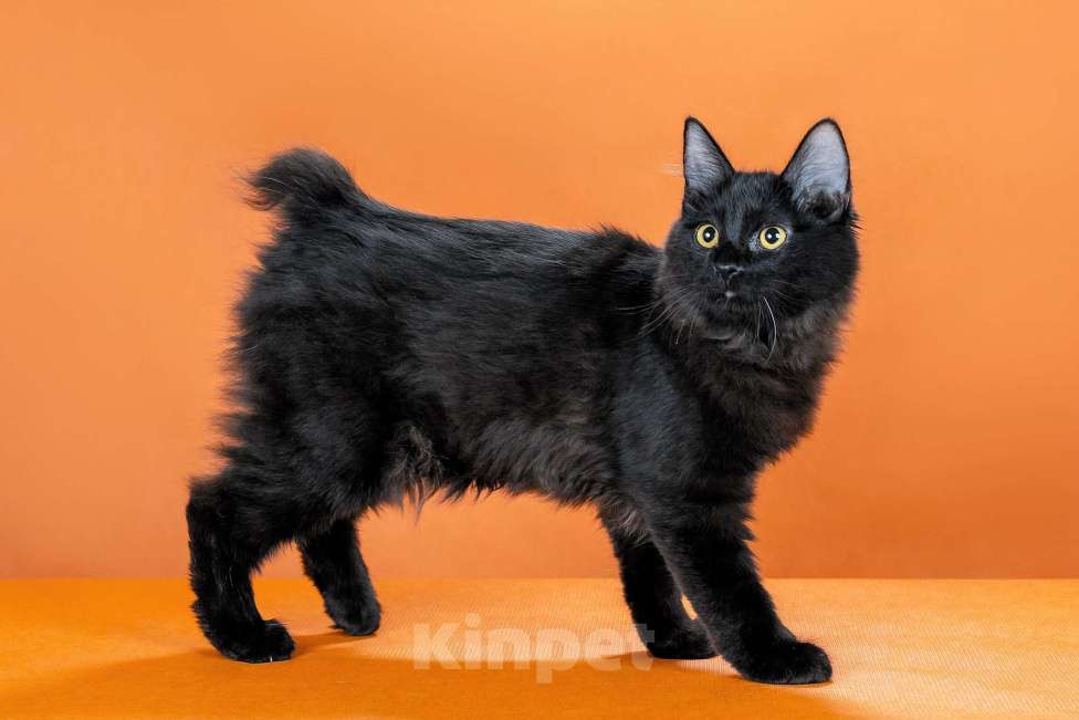 Кошки в Омске: кошечка курильского бобтейла Девочка, 30 000 руб. - фото 5