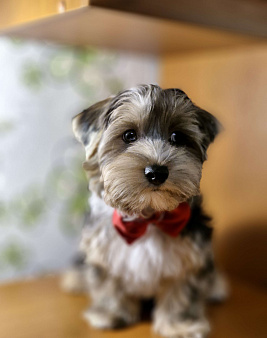 Йоркширский терьер щенок