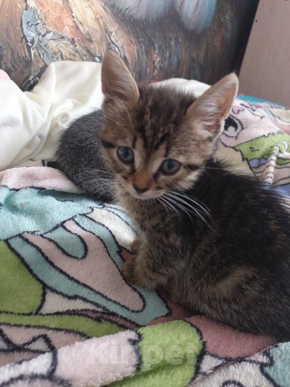 Кошки в Краснодаре: Котята Девочка, Бесплатно - фото 2