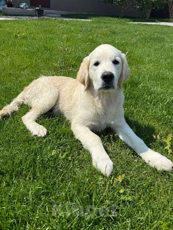 Собаки в Санкт-Петербурге: Щенки золотистого ретривера с документами РКФ от родителей чемпионов Екатеринбург  Мальчик, Бесплатно - фото 3