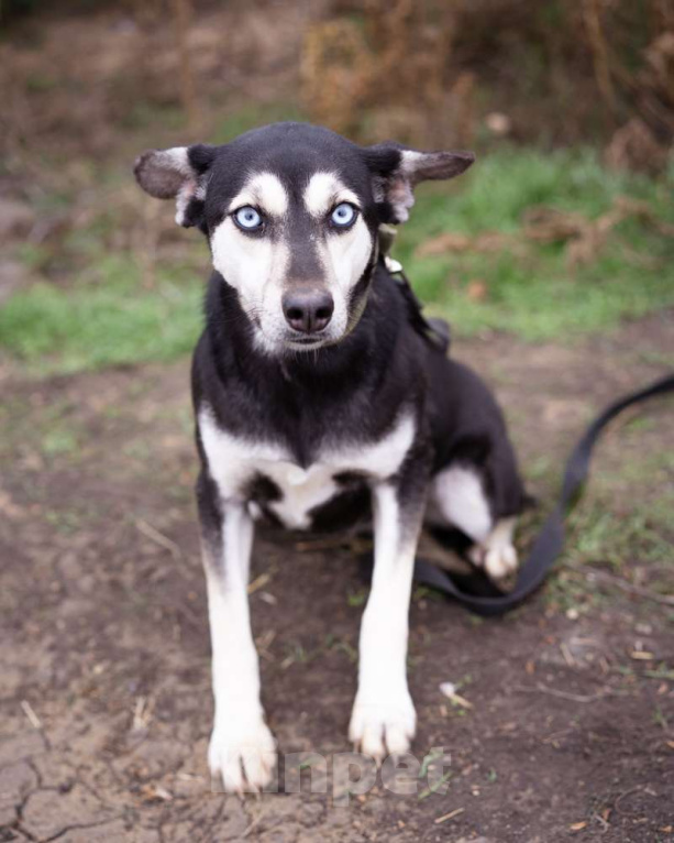 Собаки в Москве: Аляска, 1.5 года Девочка, Бесплатно - фото 5