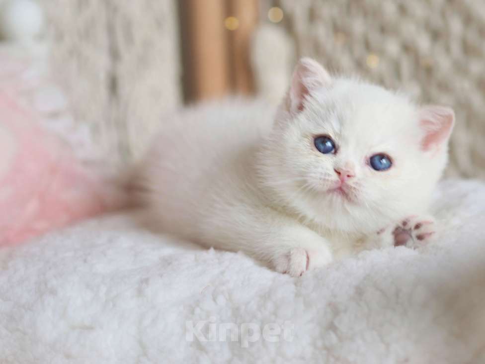 Кошки в Москве: Британский котёнок Неся Девочка, 150 000 руб. - фото 5