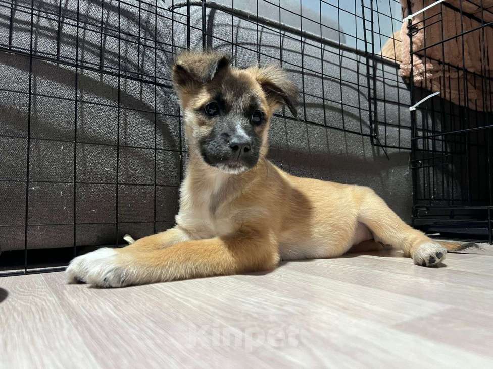 Собаки в Химках: Малышка Лиса Девочка, Бесплатно - фото 5