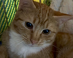 Кошки в Санкт-Петербурге: Рыжий котенок-мальчик в добрые руки Мальчик, Бесплатно - фото 1
