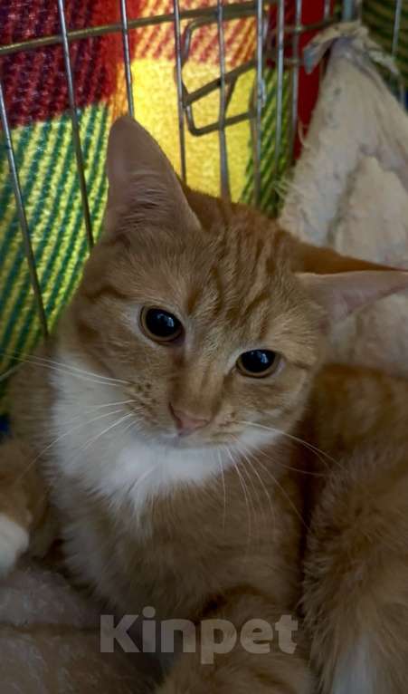 Кошки в Санкт-Петербурге: Рыжий котенок-мальчик в добрые руки Мальчик, Бесплатно - фото 1