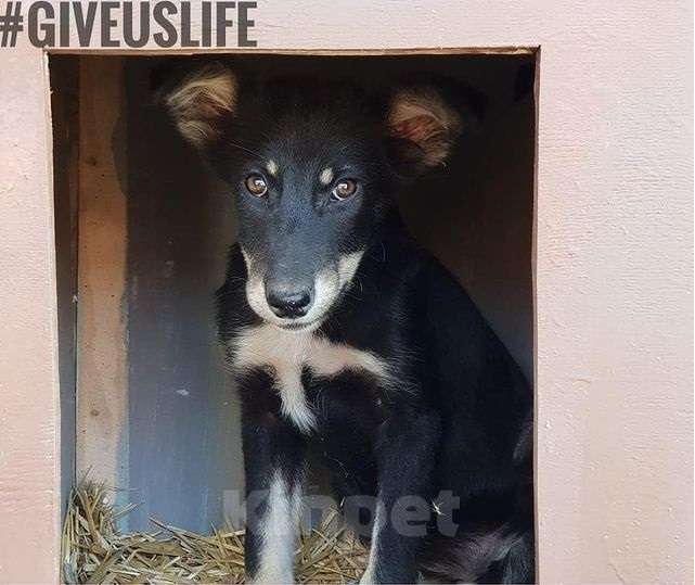 Собаки в Москве: Аза Девочка, Бесплатно - фото 2
