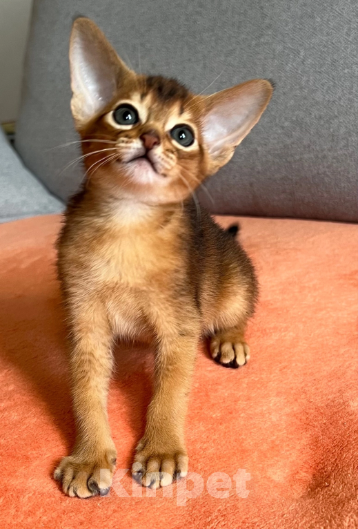 Кошки в Архангельске: Абиссинский мальчик Мальчик, 40 000 руб. - фото 3