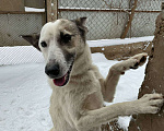 Собаки в других городах Крыма: Добрая и верная собака в дар, для семьи с детьми Девочка, Бесплатно - фото 3