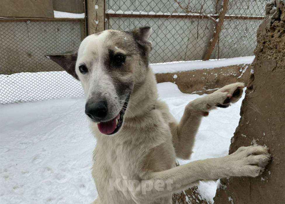 Собаки в других городах Крыма: Добрая и верная собака в дар, для семьи с детьми Девочка, Бесплатно - фото 3