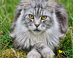 Кошки в Королеве: Мейн-кун котята Девочка, 25 000 руб. - фото 4