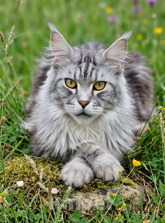 Кошки в Королеве: Мейн-кун котята Девочка, 25 000 руб. - фото 4
