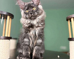 Кошки в Москве: Котенок мейн кун Девочка, 80 000 руб. - фото 1