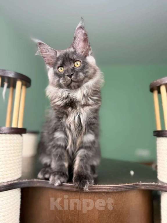 Кошки в Москве: Котенок мейн кун Девочка, 80 000 руб. - фото 1
