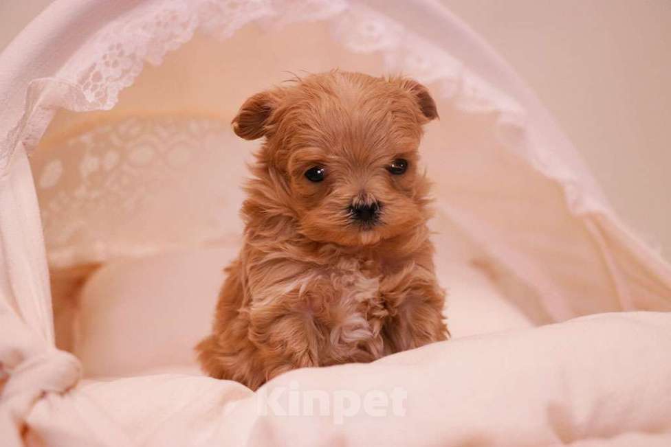 Собаки в Москве: Мальтипу микро девочка  Девочка, 250 000 руб. - фото 5